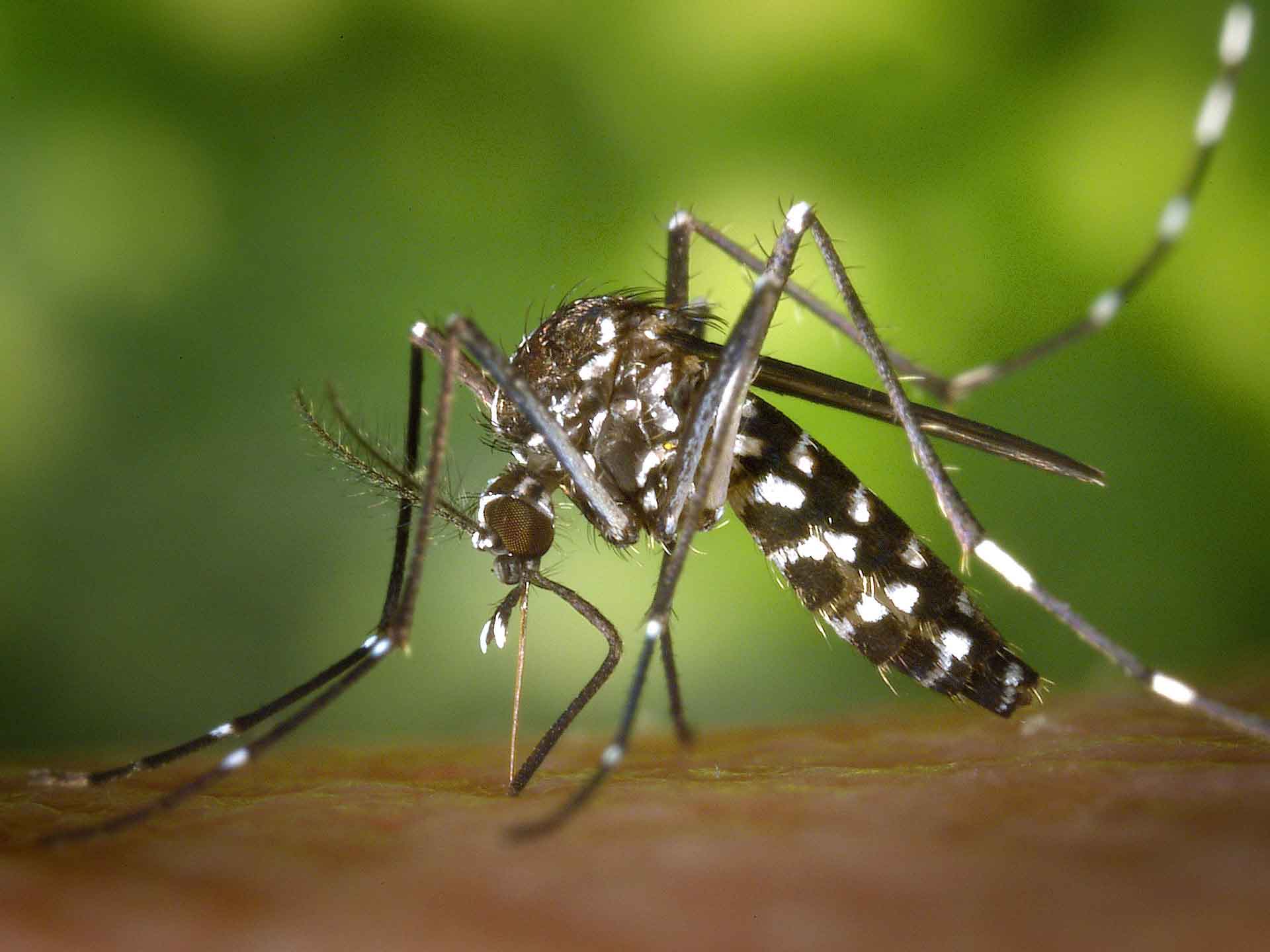 Mosquito-borne diseases has threaten World